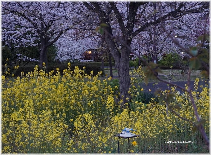 ◆桜、菜の花、水仙、夕暮れ…別館は次女猫ちゃん推し？_e0357082_01213561.jpg