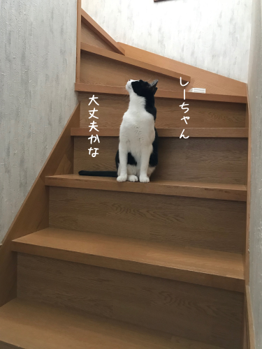 a0216583_22395595.png