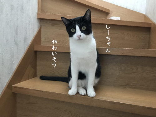 a0216583_22400990.png