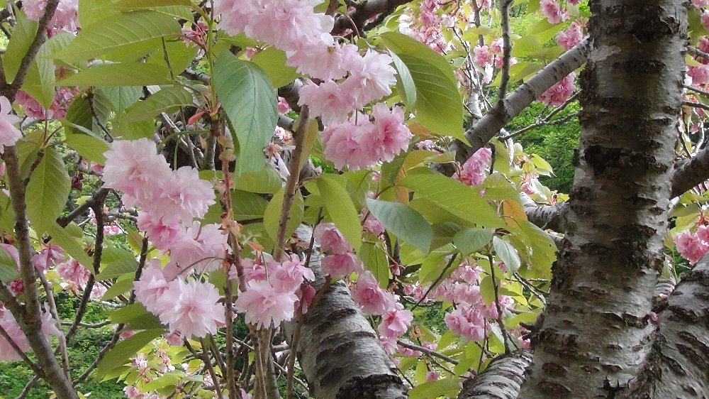 五智公園の八重桜！_e0065084_17473036.jpg