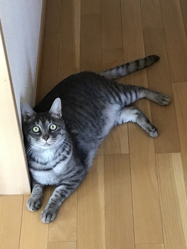 c0340786_12463160.jpeg