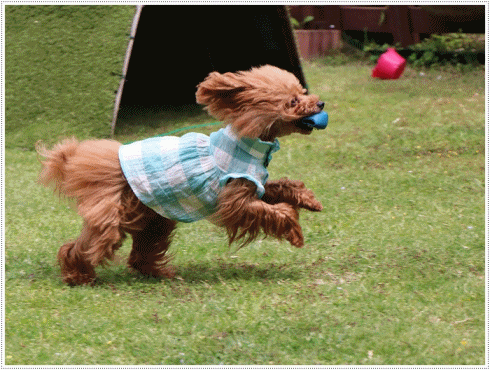 b0175688_19305930.gif