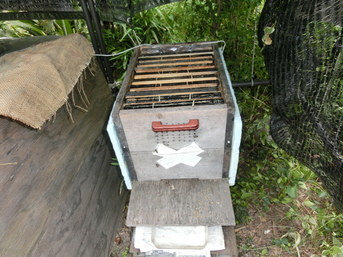 捕獲巣箱、早朝給餌巣枠強化で、喧嘩か１群分蜂かの状態でした。_e0159192_1639310.jpg