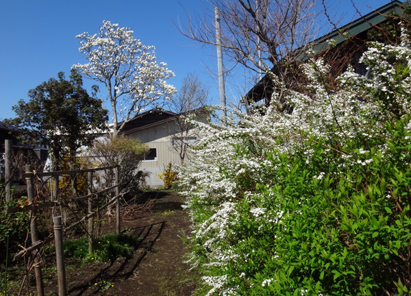 ユキヤナギとスターダスト・チヨミと、どちらもここ数年で一番の咲きっぷり♪_a0136293_16080238.jpg