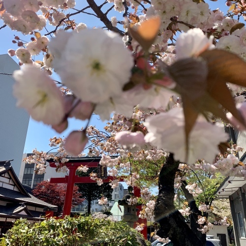 春フェスティバルに参加Oven39 前髪がどんぐり_a0134394_06252224.jpeg