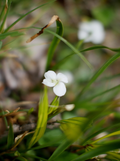 すみれ白花_f0147895_21304767.jpg