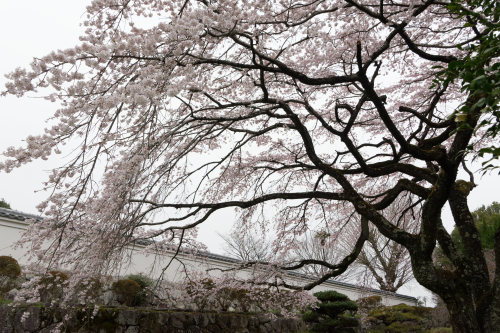 咲き始めた九品寺　_e0366896_18163922.jpg