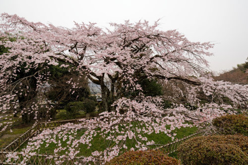 咲き始めた九品寺　_e0366896_18164199.jpg