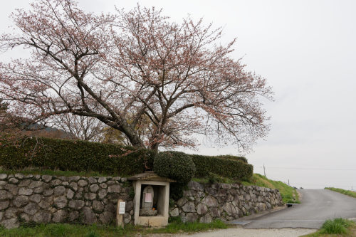 咲き始めた九品寺　_e0366896_18171524.jpg