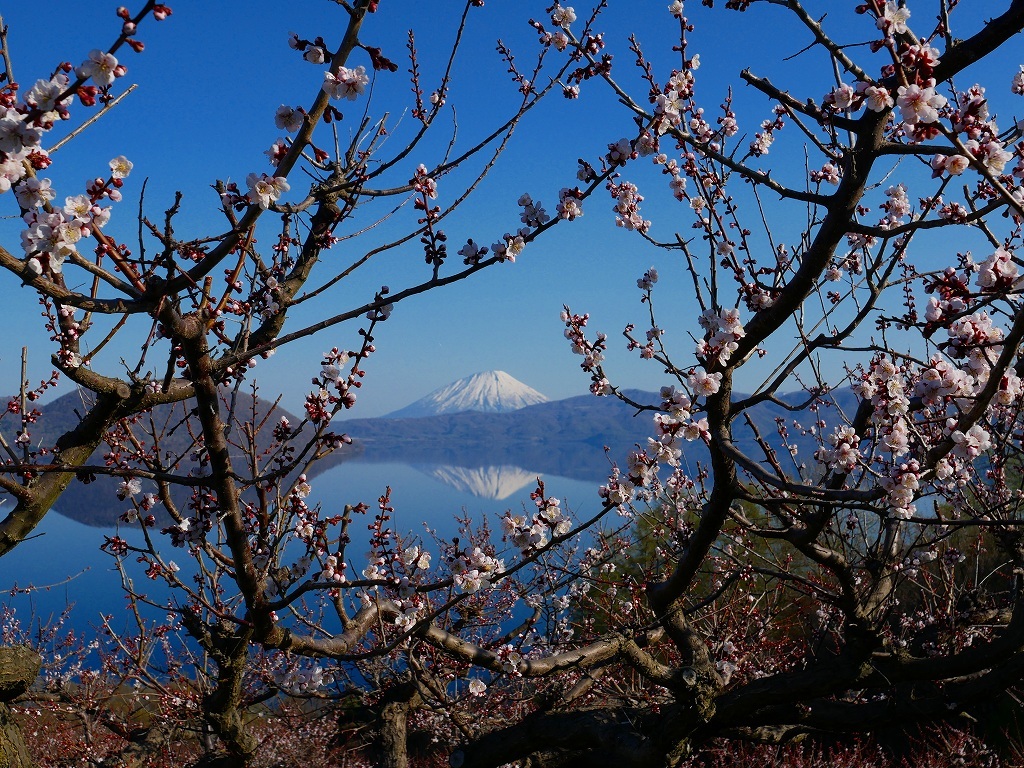 洞爺湖温泉郷壮瞥公園の梅林 19 5 5 デジカメ持って野に山に