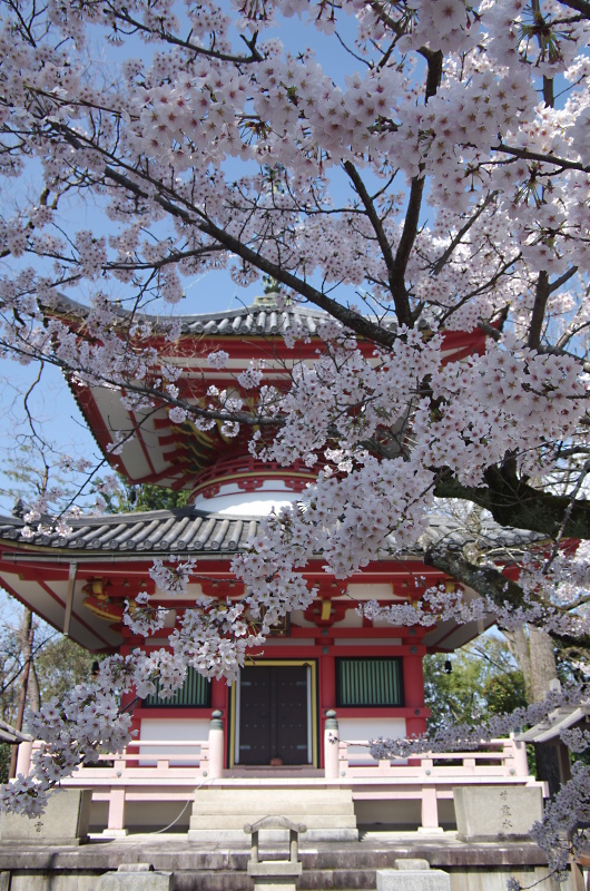 知恩院　桜_c0382798_10360860.jpg