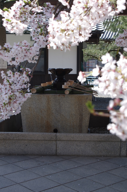 知恩院　桜_c0382798_10362155.jpg