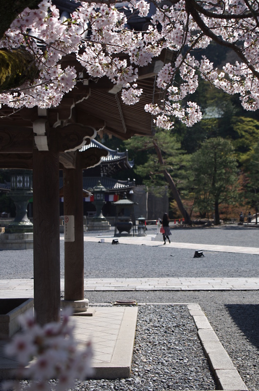 知恩院　桜_c0382798_10363938.jpg