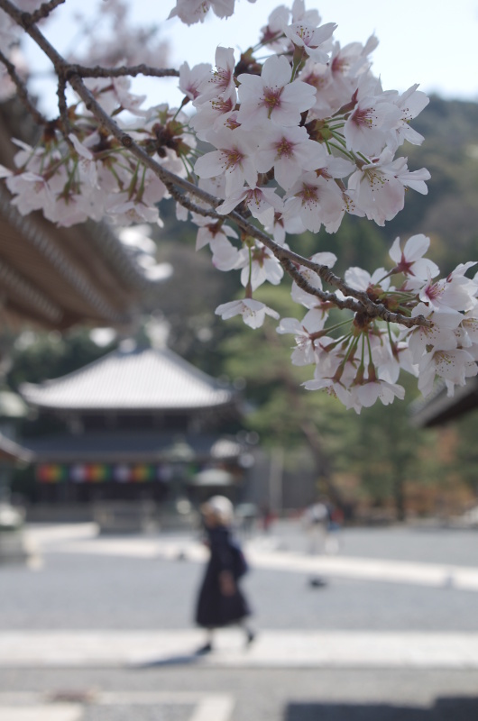 知恩院　桜_c0382798_10365340.jpg