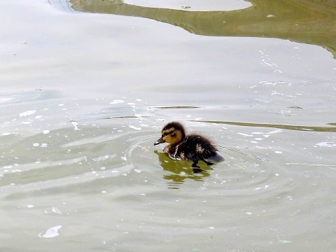 母鴨とかわいい雛鳥 （Mamma e pulcini di anatre） _d0006400_0404740.jpg