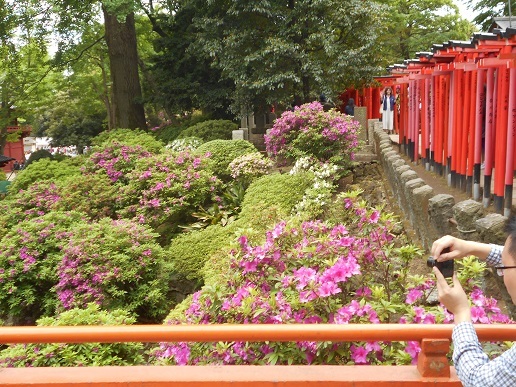 5月6日 根津神社・湯島天神・旧岩崎邸園 おまけで上野_d0009105_09334625.jpg