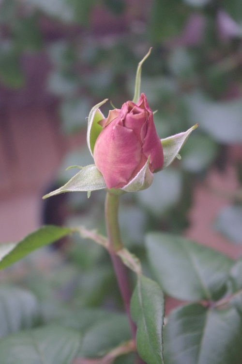 c0147909_23464986.jpg
