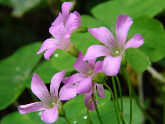 ムラサキカタバミの花…2019/5/7_f0231709_17590913.jpg