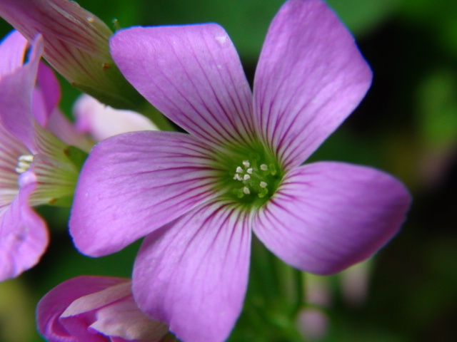 ムラサキカタバミの花…2019/5/7_f0231709_17593813.jpg