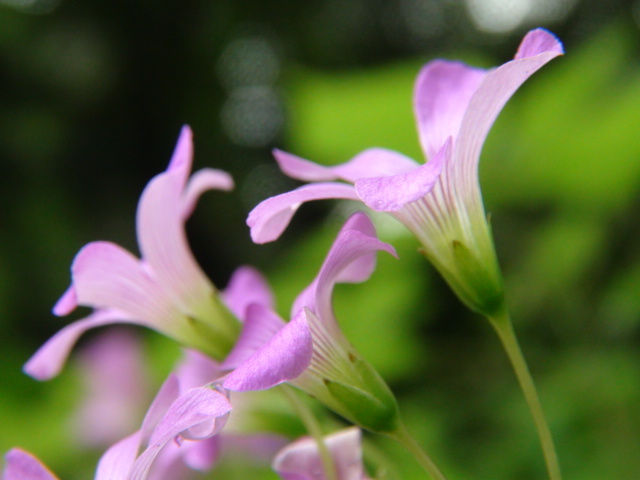 ムラサキカタバミの花…2019/5/7_f0231709_18001397.jpg