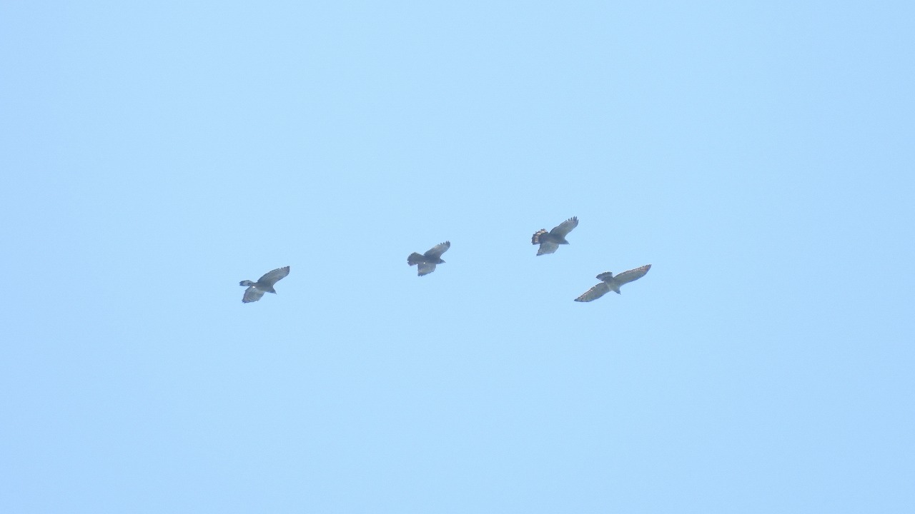 d0360910_22445434.jpg