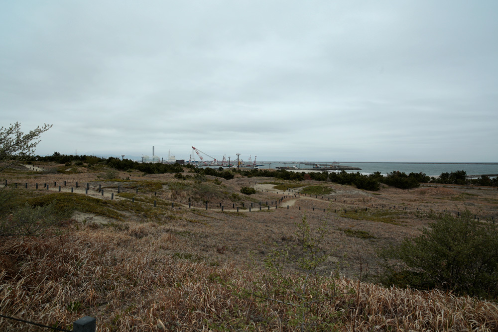 ネモフィラ　ひたち海浜公園 2019　-4-_d0011713_13315505.jpg