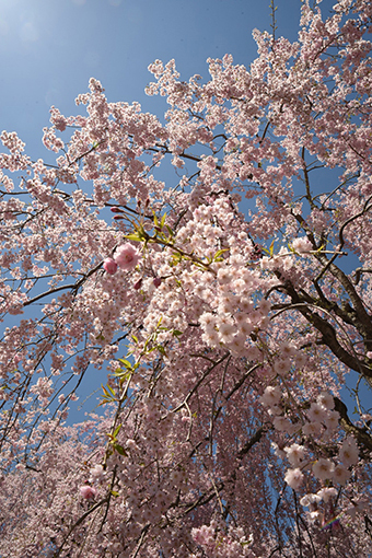 枝垂れ桜と天峰山_b0259218_06175135.jpg