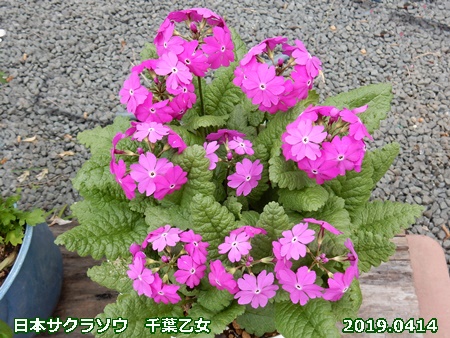 日本サクラソウの花終わる_e0033229_18283249.jpg