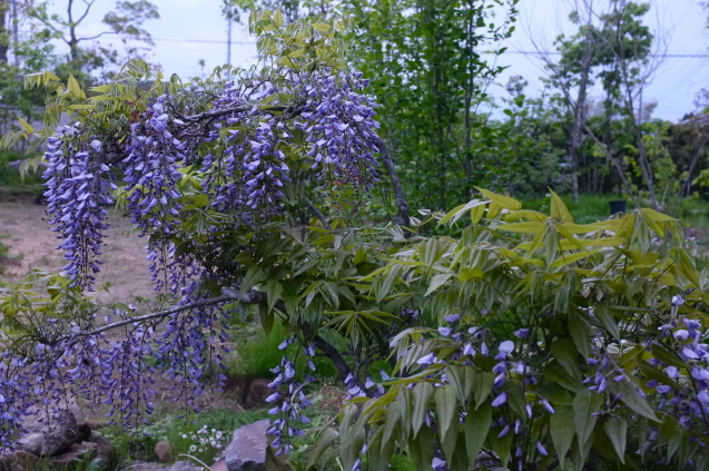 【庭の草刈り＆藤の花】_c0308431_21523723.jpg