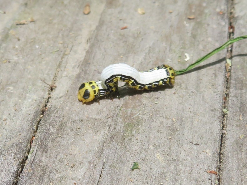 可愛い芋虫 畑の花や虫旅等