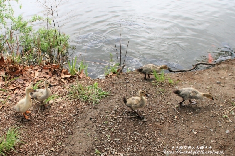 少し大きくなったカルガモの雛たち(*^_^*)_e0052135_15383428.jpg