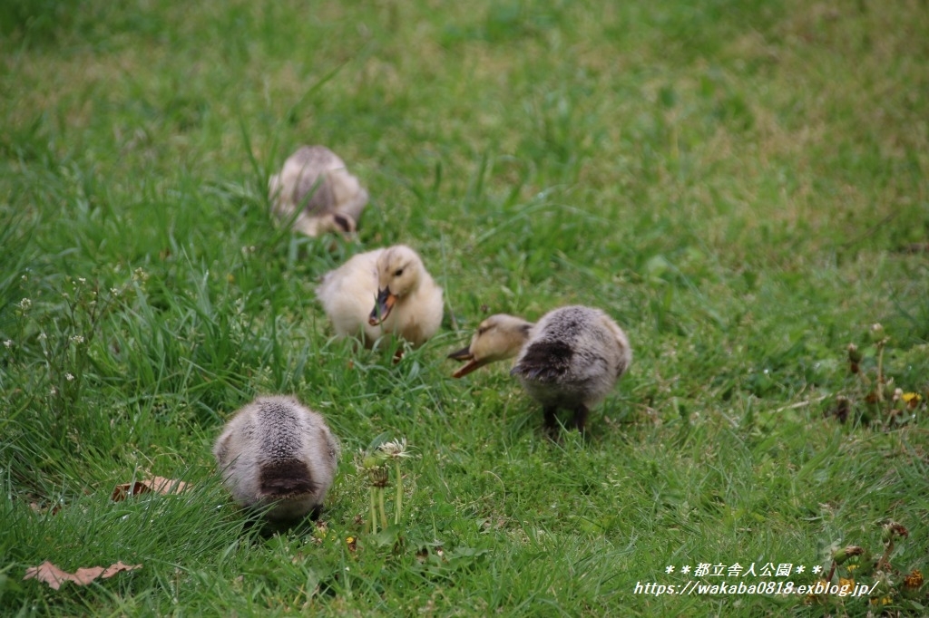 少し大きくなったカルガモの雛たち(*^_^*)_e0052135_15384980.jpg