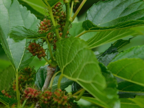 c0338136_08340954.jpg