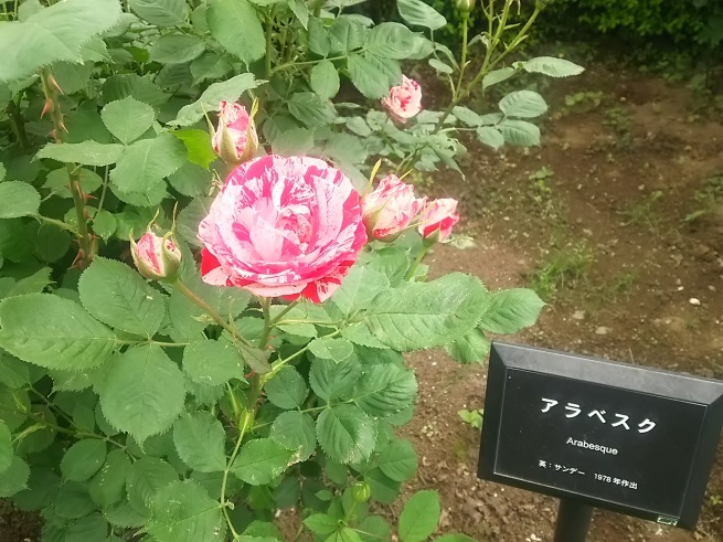 c0076939_22440376.jpg
