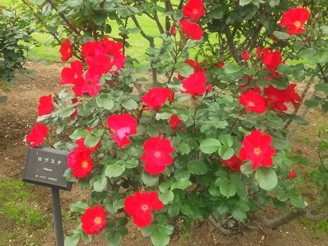 c0076939_22490203.jpg