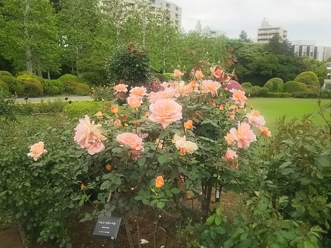 c0076939_23045099.jpg