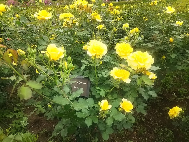 c0076939_23124900.jpg
