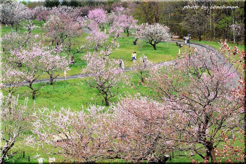 「梅の滴」平岡梅林公園_a0315942_22014508.jpg