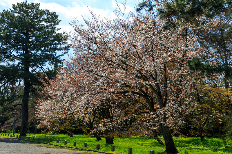 桜咲く京都2019　冷泉家の桜と御所の山桜_f0155048_23443779.jpg