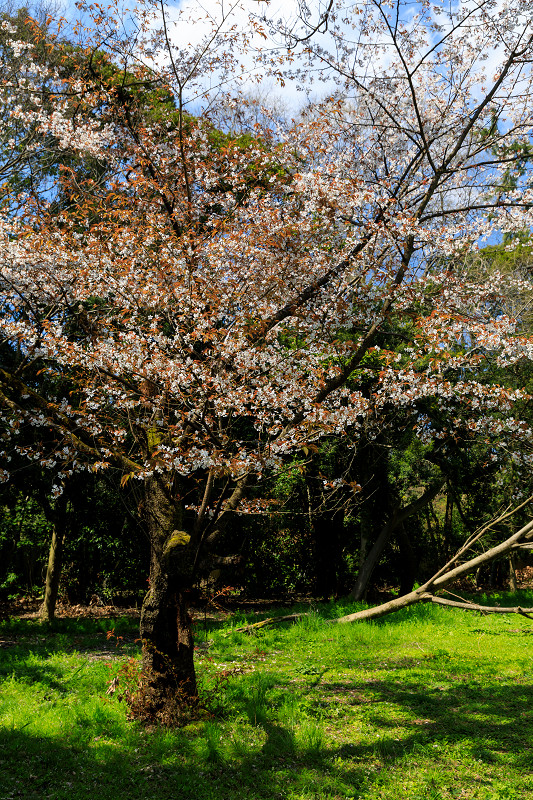 桜咲く京都2019　冷泉家の桜と御所の山桜_f0155048_23444587.jpg