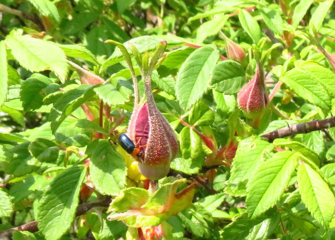 a0018655_08441341.jpg