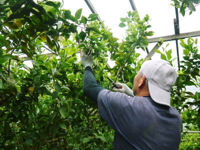 蔵出し完熟デコポン(肥後ポン)大好評発売中!同時に来年の収穫へ向け花芽剪定を行ってます(2019後編)_a0254656_17290155.jpg