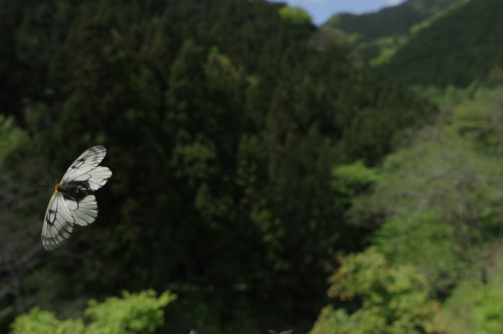 ２０１９．５．２　東京・高尾山麓　ウスバシロチョウ　　　２０１９．５．８ （記）_a0181059_16562535.jpg