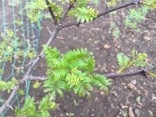 a0053063_16461363.jpeg
