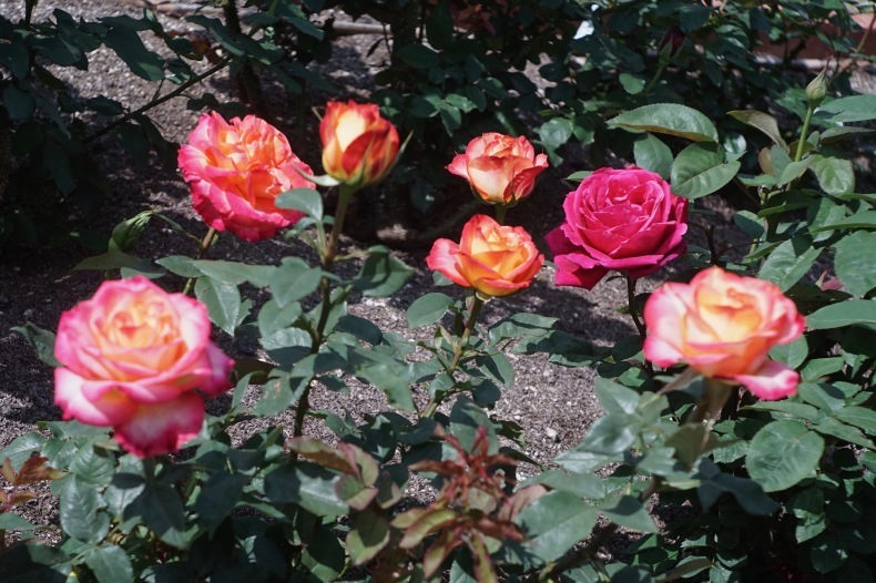 a0330864_21035173.jpeg