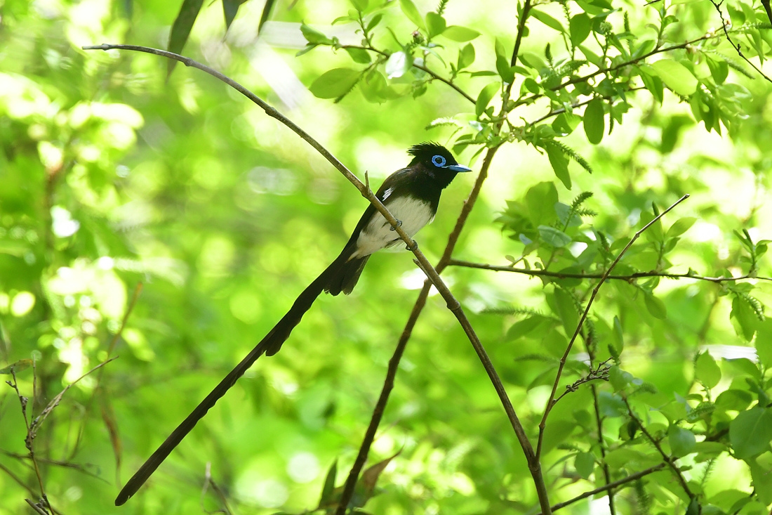 サンコウチョウ_f0053272_22160334.jpg