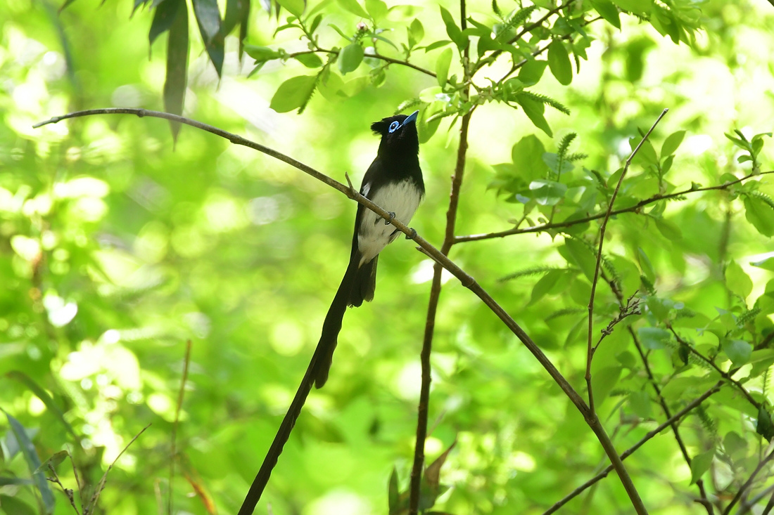 サンコウチョウ_f0053272_22161135.jpg