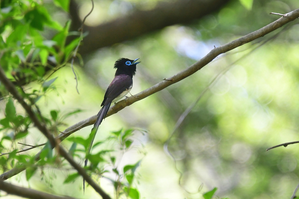 サンコウチョウ_f0053272_22162061.jpg