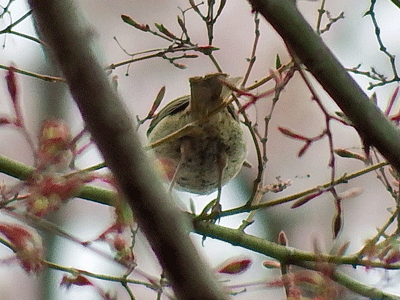 県民の森野鳥クラブ・2019年4月21日の様子_f0140773_14023834.gif