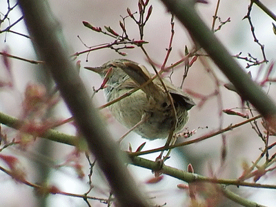 県民の森野鳥クラブ・2019年4月21日の様子_f0140773_14024229.gif